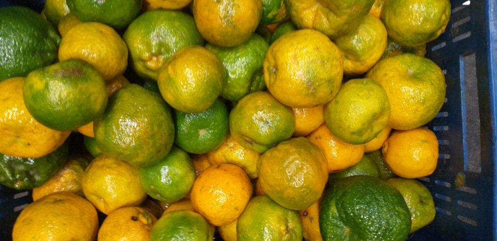 Mandarina oneco