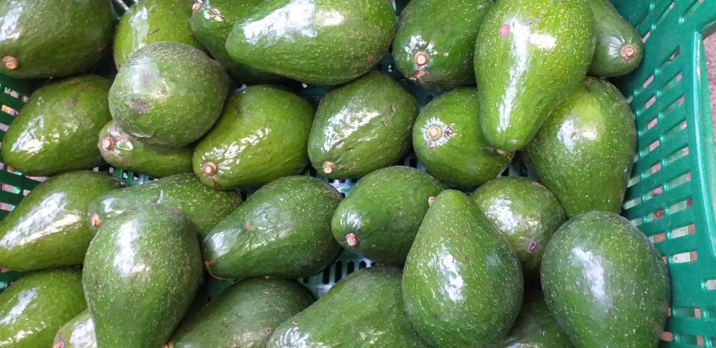 Aguacate semil