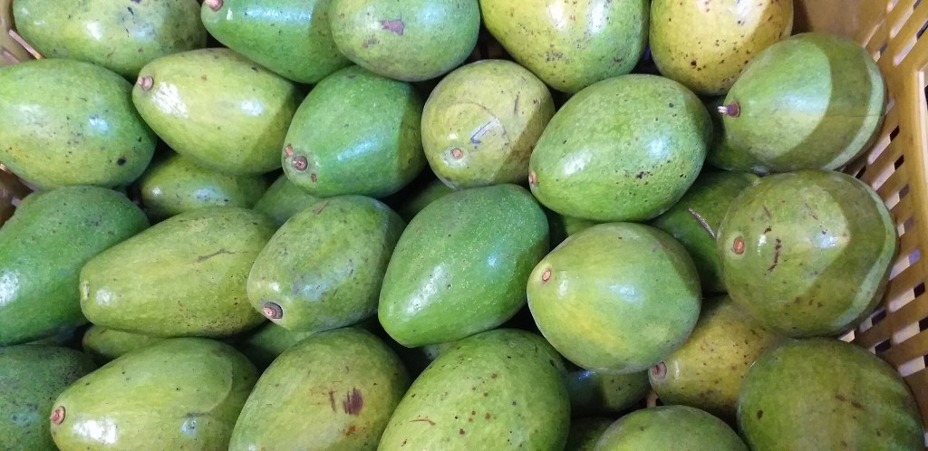 Aguacate papelillo