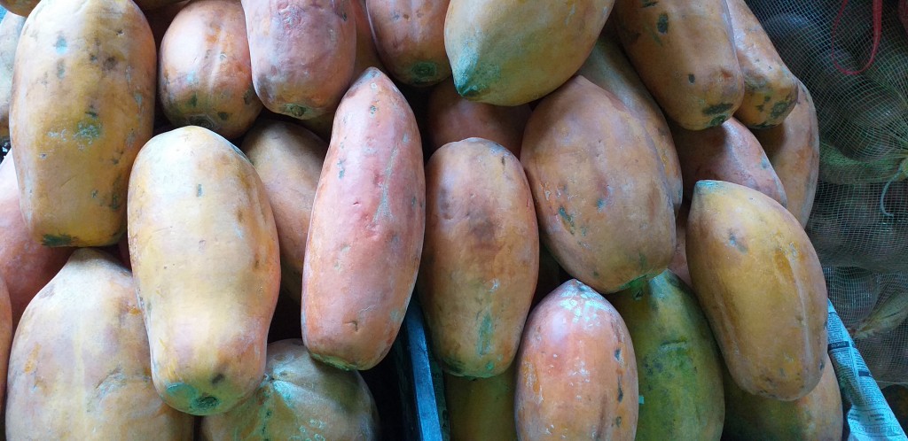 Papaya maradol costeña