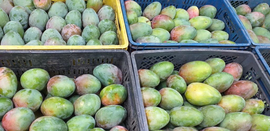 Mango farchi
