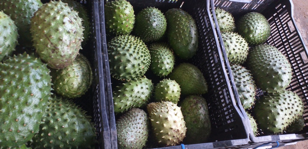 Guanabana de 1ra