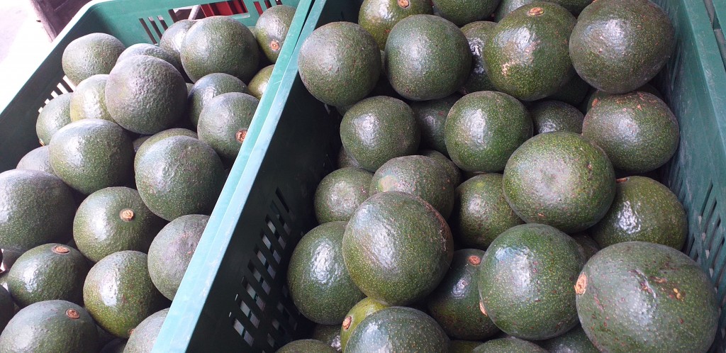 Aguacate reed 1ra