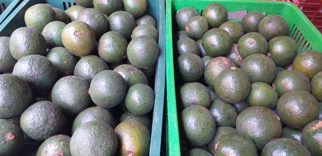 Aguacate reed 2da