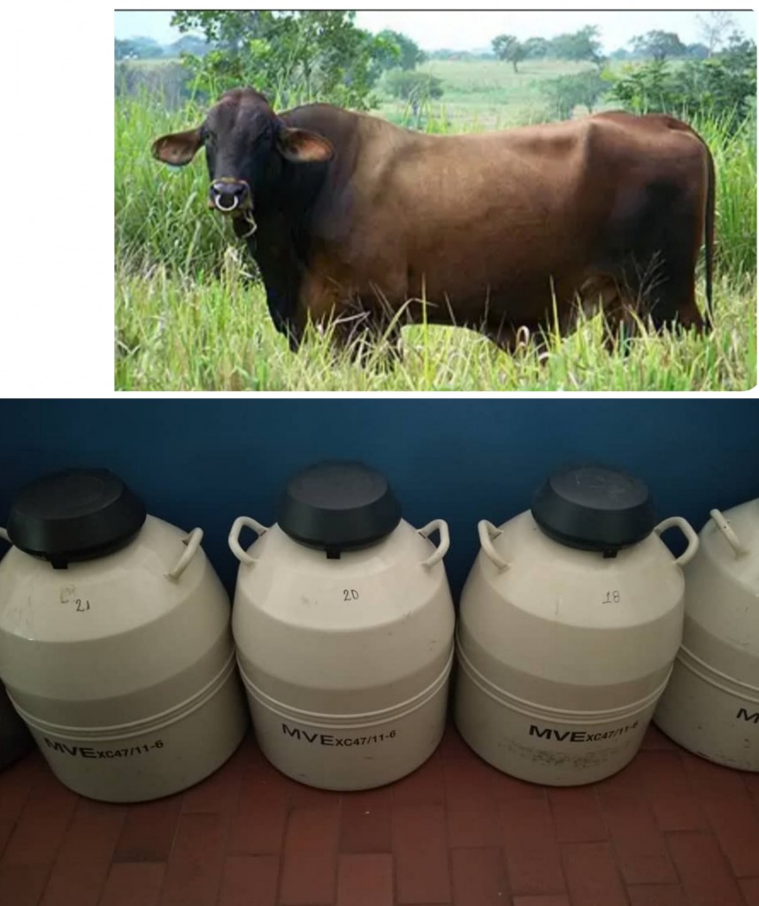 Pajillas de inseminación bovina"semen"