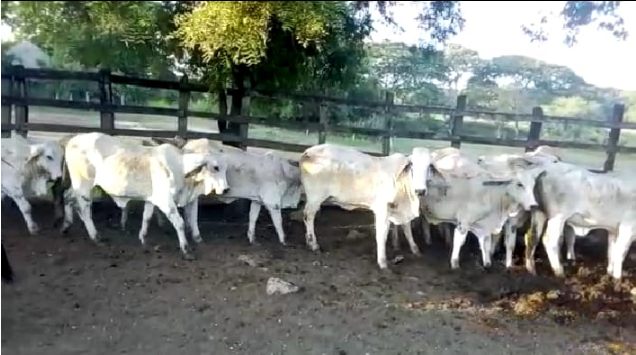 NOVILLAS BRAHMAN SIN REGISTRO