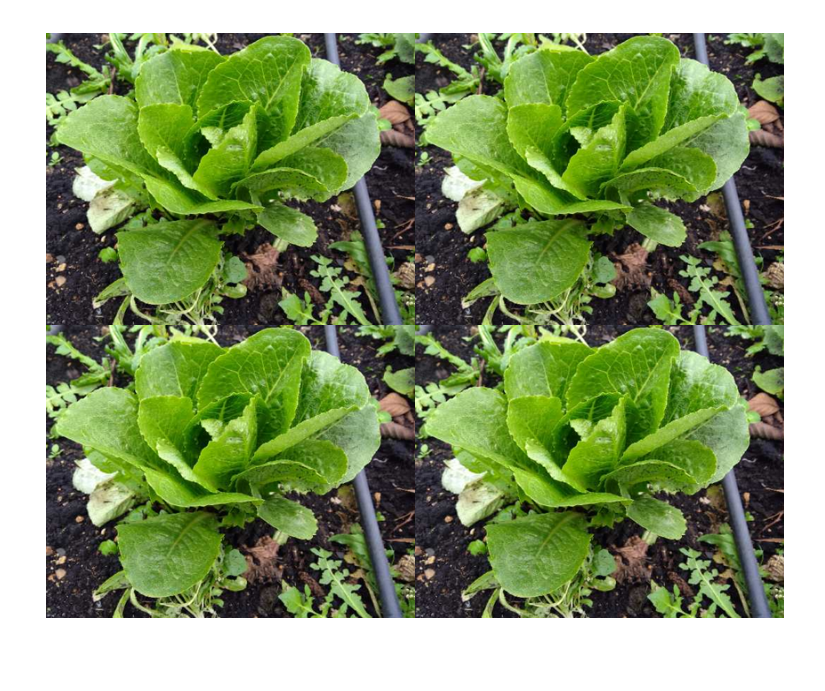 lechuga romana orgánica