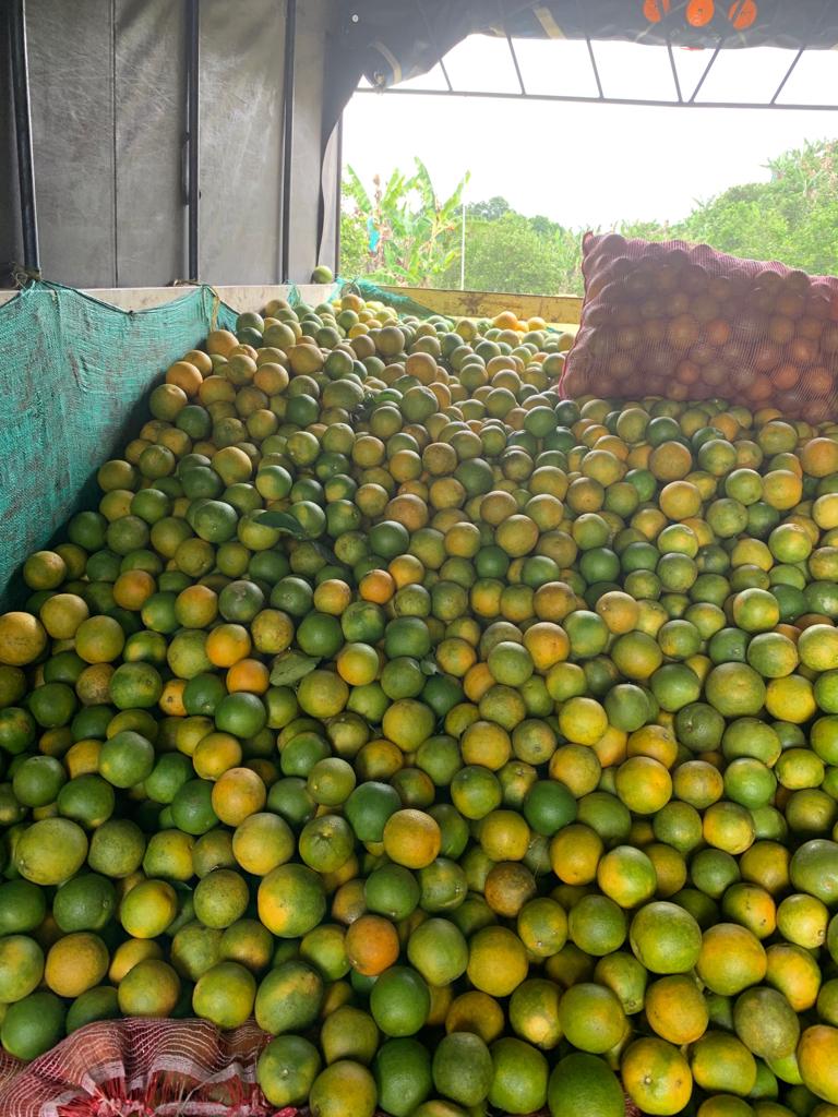Naranjas sweet — foto 9 de 9