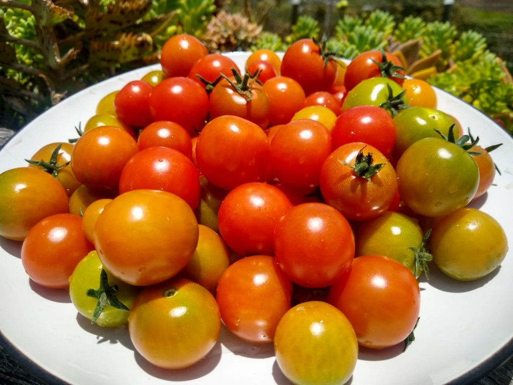 Tomate cherry Orgánico