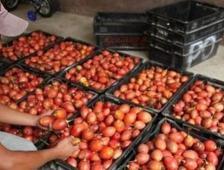 Tomate de Arbol