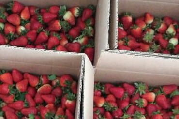 Fresas de primera