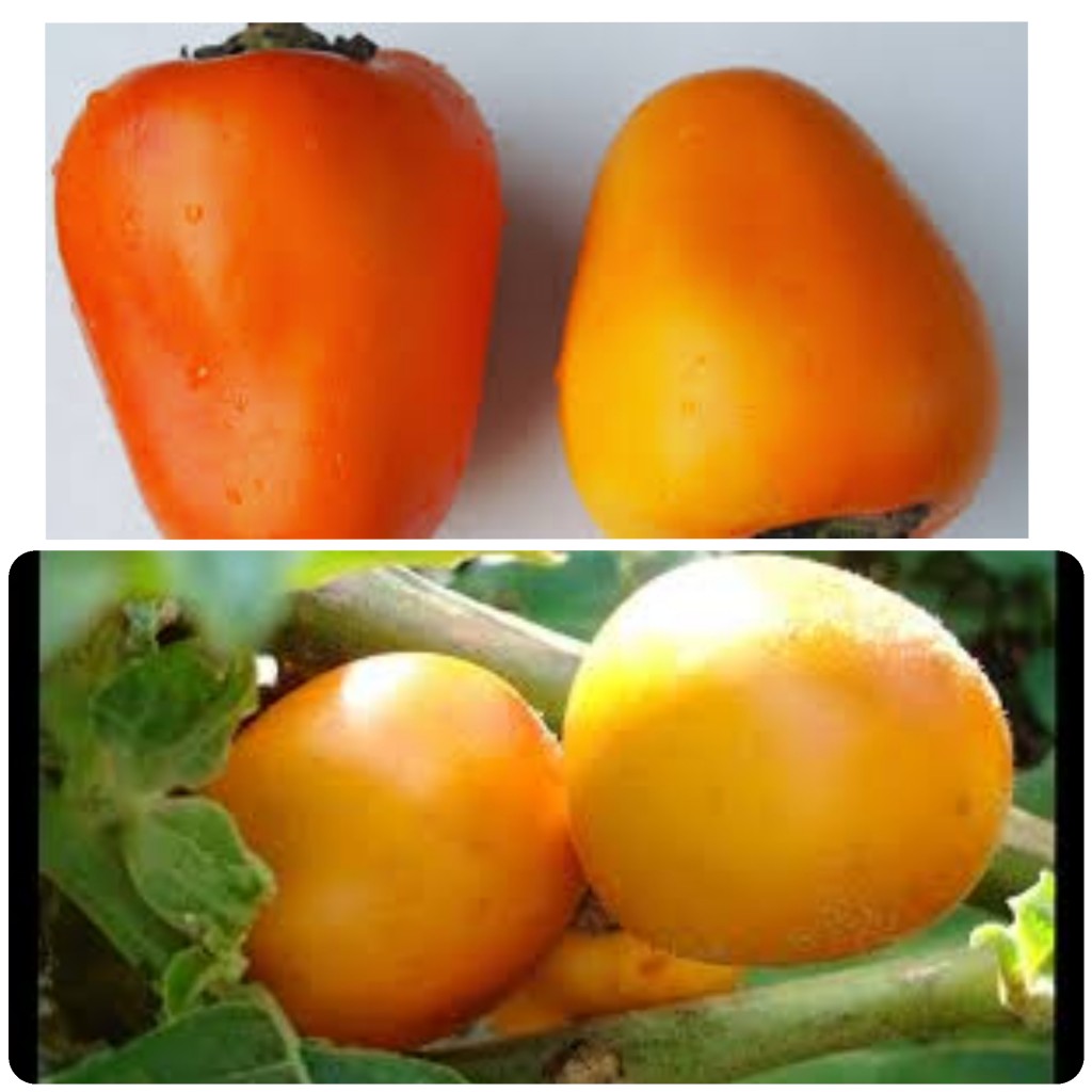 Cocona "tomate indio"