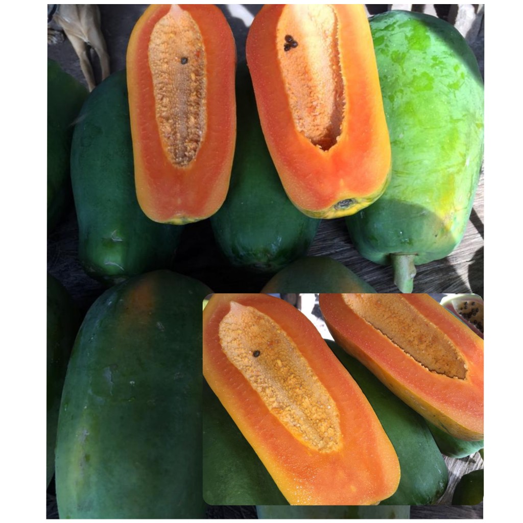 Papaya maradol