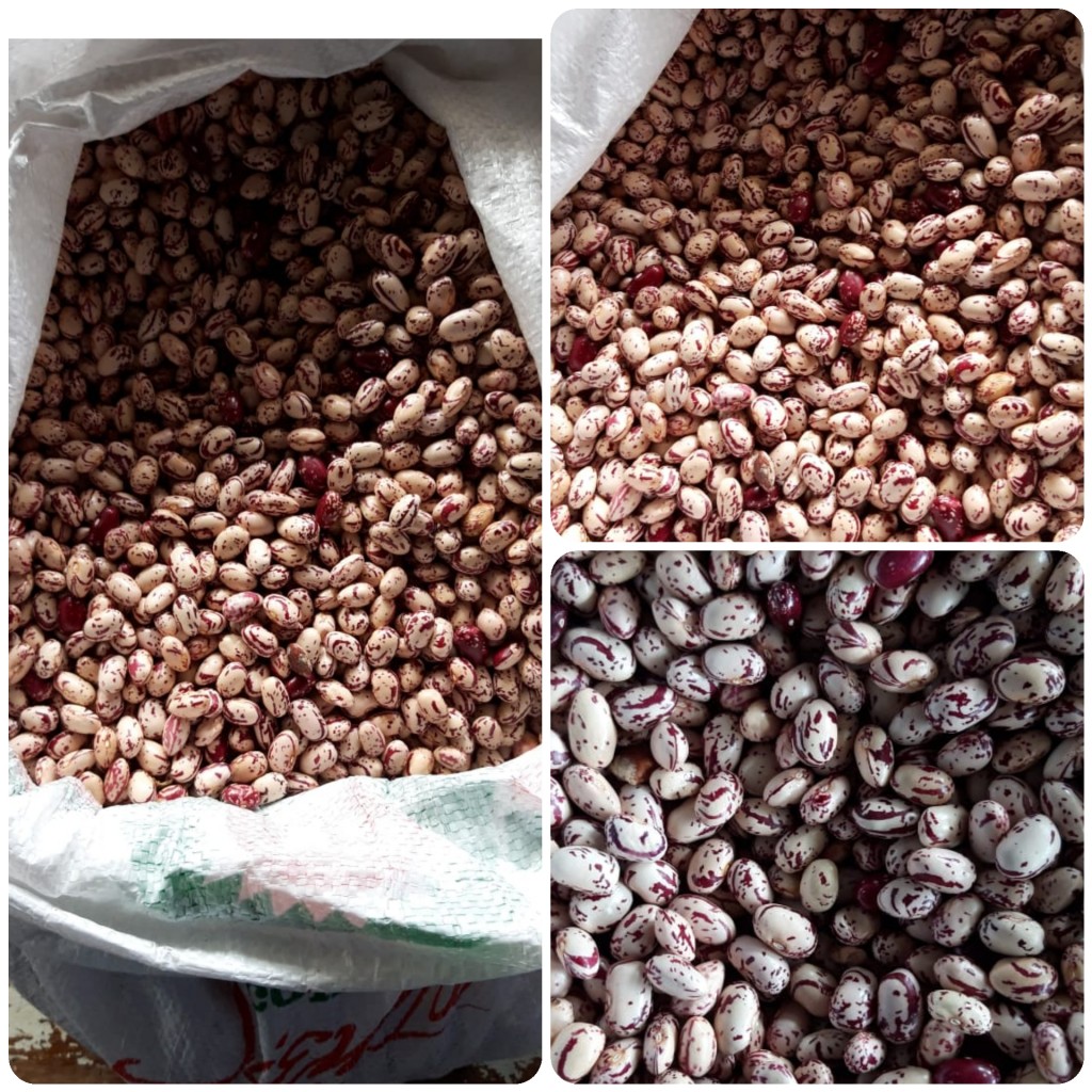 Frijol cargamanto blanco