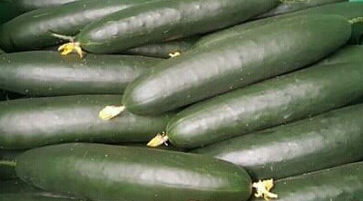 Zucchini verde