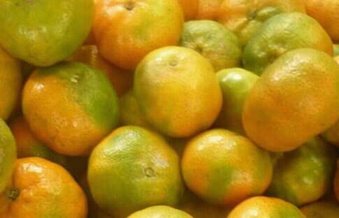 Mandarina arrallana