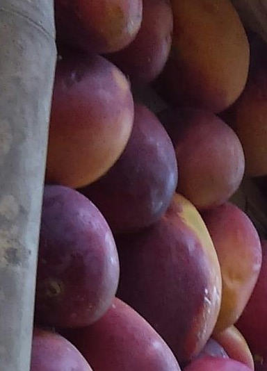 Mango yulima