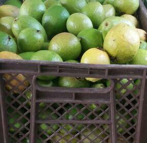 Guayaba