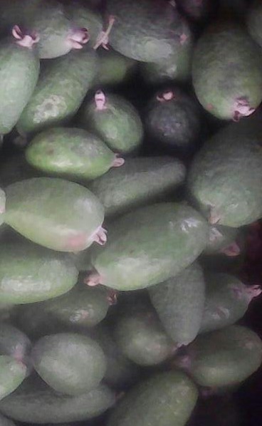 Curuba