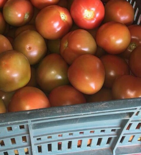 Tomate chonto de primera
