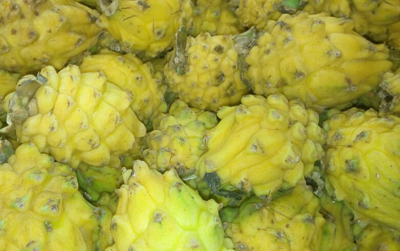 Pitaya