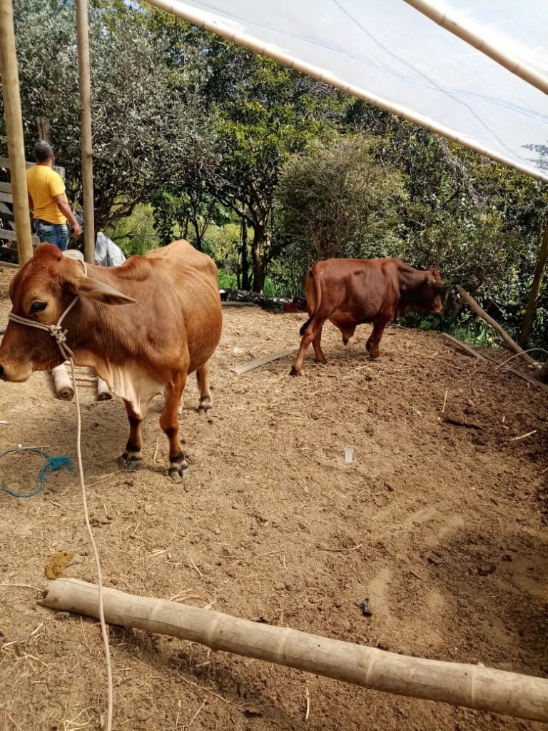 Lote de Vaca paturra de segundo parto y Toro