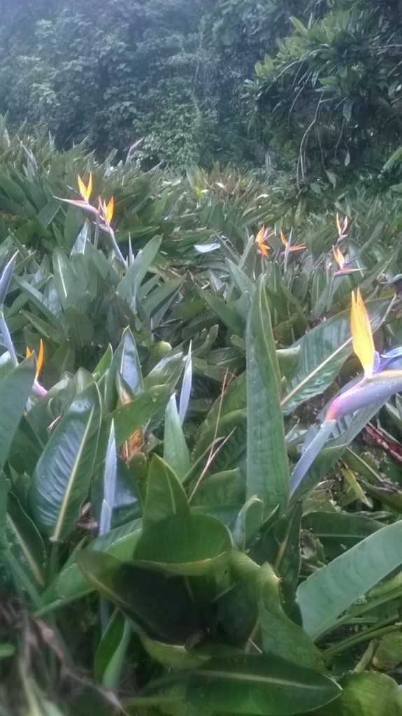 Flor Ave del paraiso