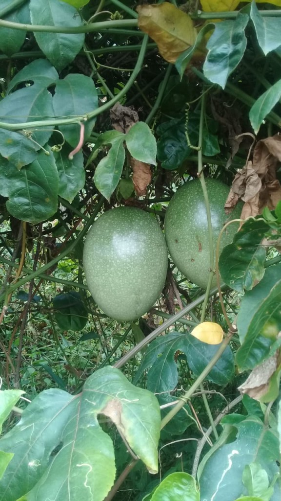 Maracuyá