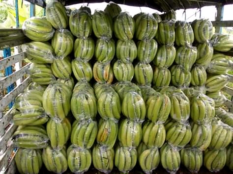 Plátano parejo × 20 kl