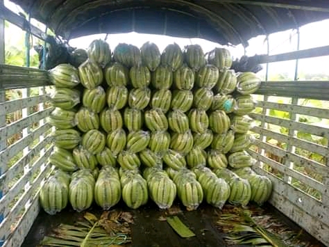 Plátano bueno × 20kl
