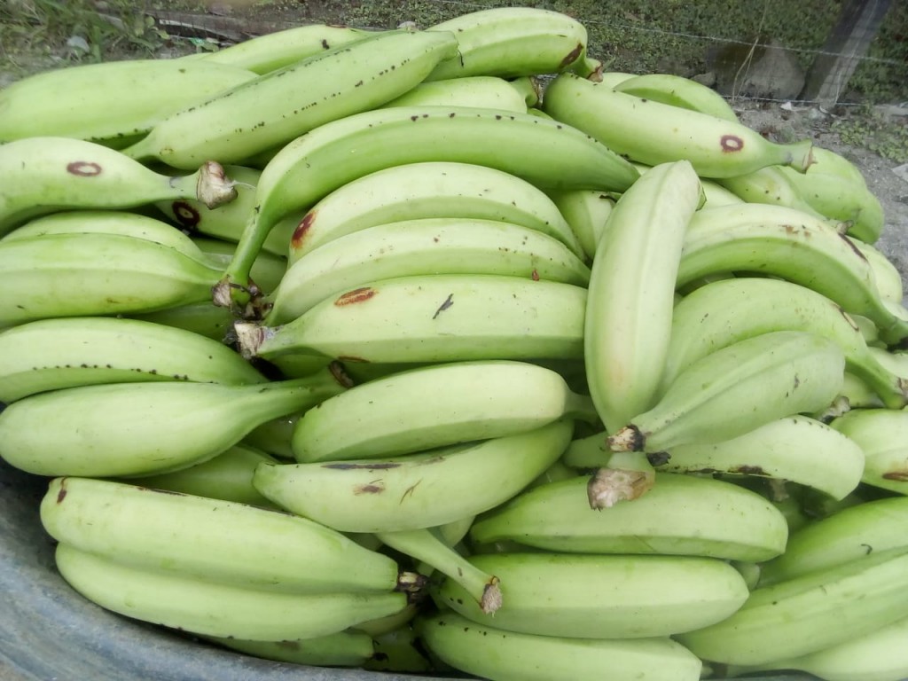 Plátano harton