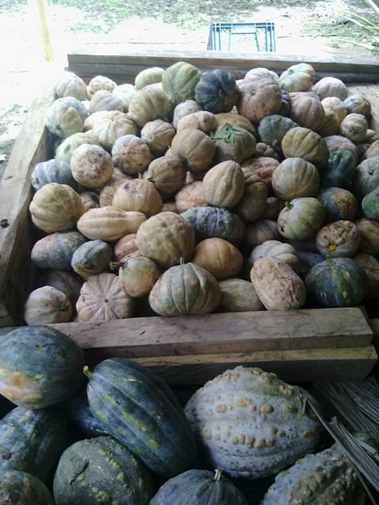 Ahuyama