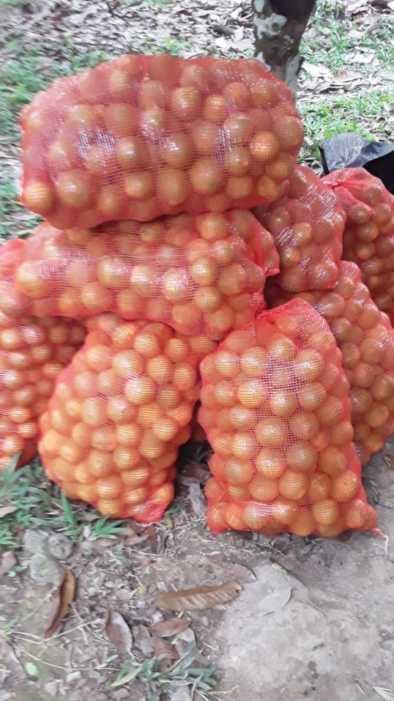 Naranja criollita de San Vicente