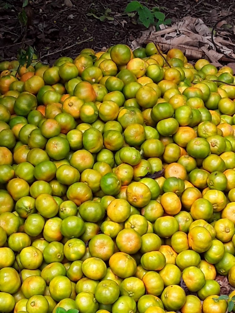 Naranja criolla × 25kl