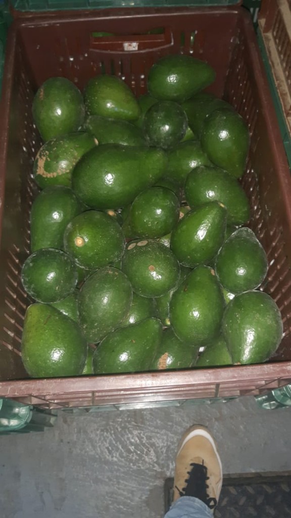 Aguacate Santana 2da