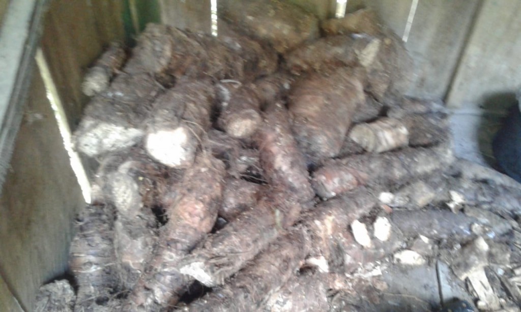 Semilla de Bore Ecuatoriana
