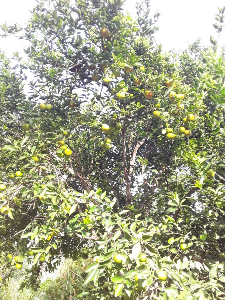 Mandarina