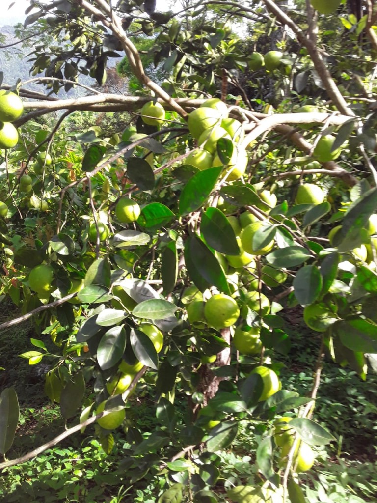 Limón