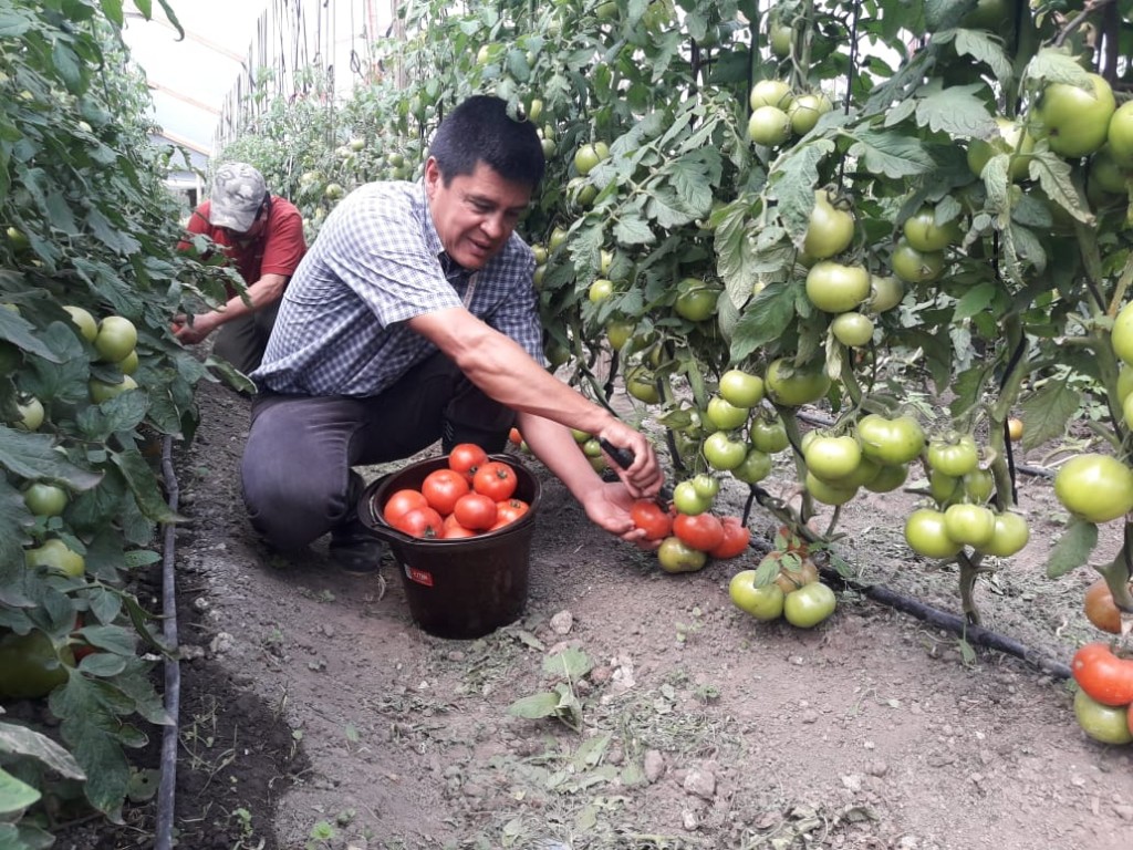 Tomate organico