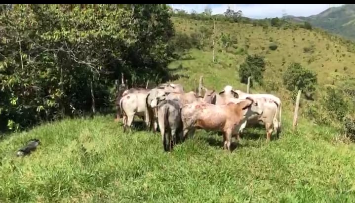 Novillas Gyr 3/4 Expuestas a Toro Gyr Puro