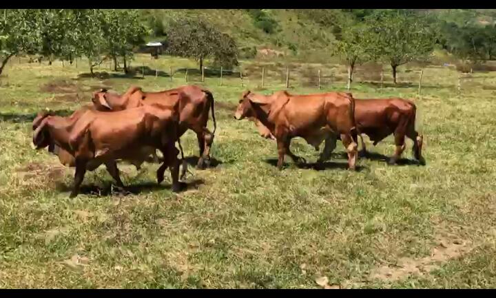 Toretes Brahman Rojo