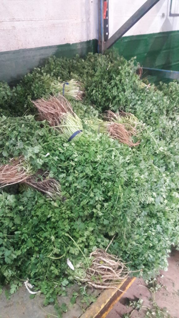 Cilantro criollo