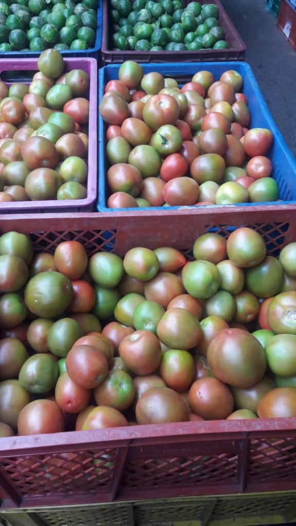 Tomate Chonto