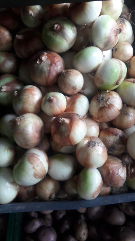 Cebolla de Huevo Blanca