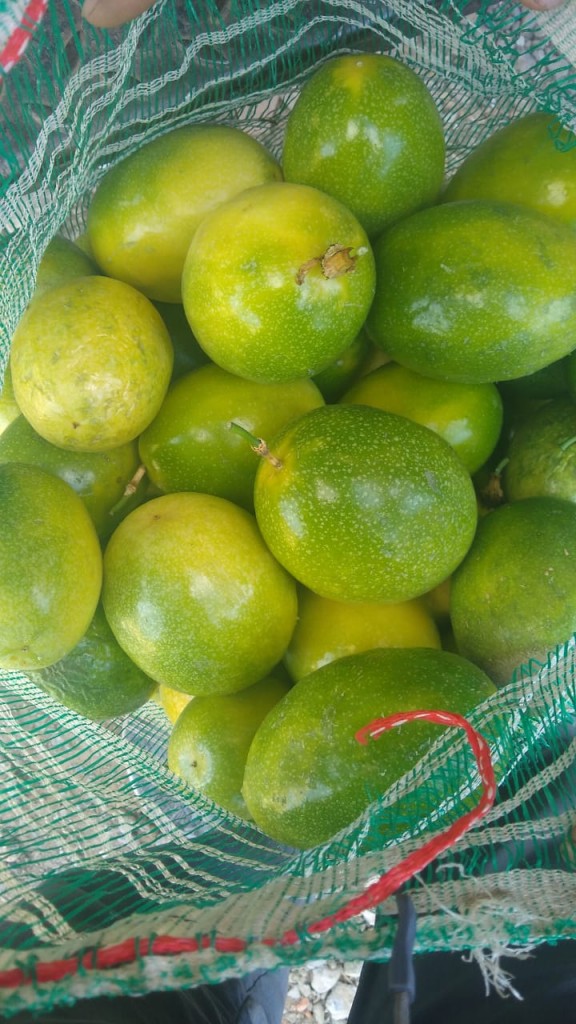 Limón primera