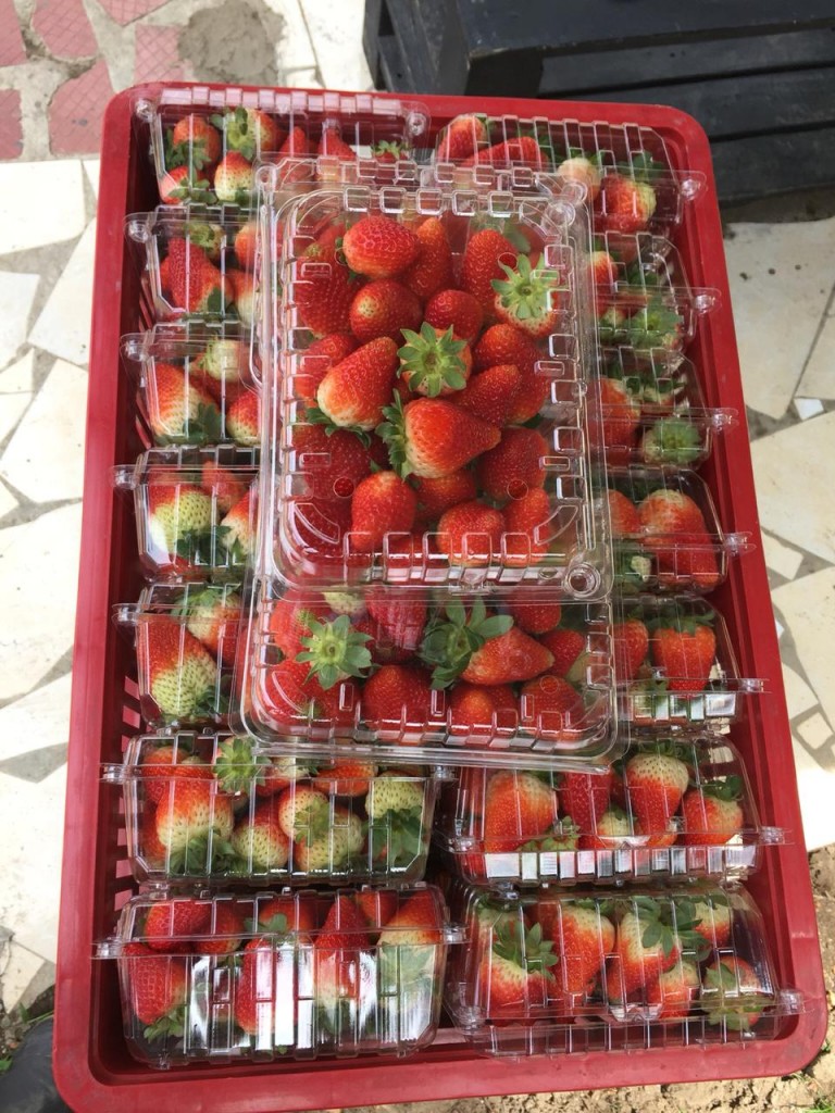 Fresa premium/500gm
