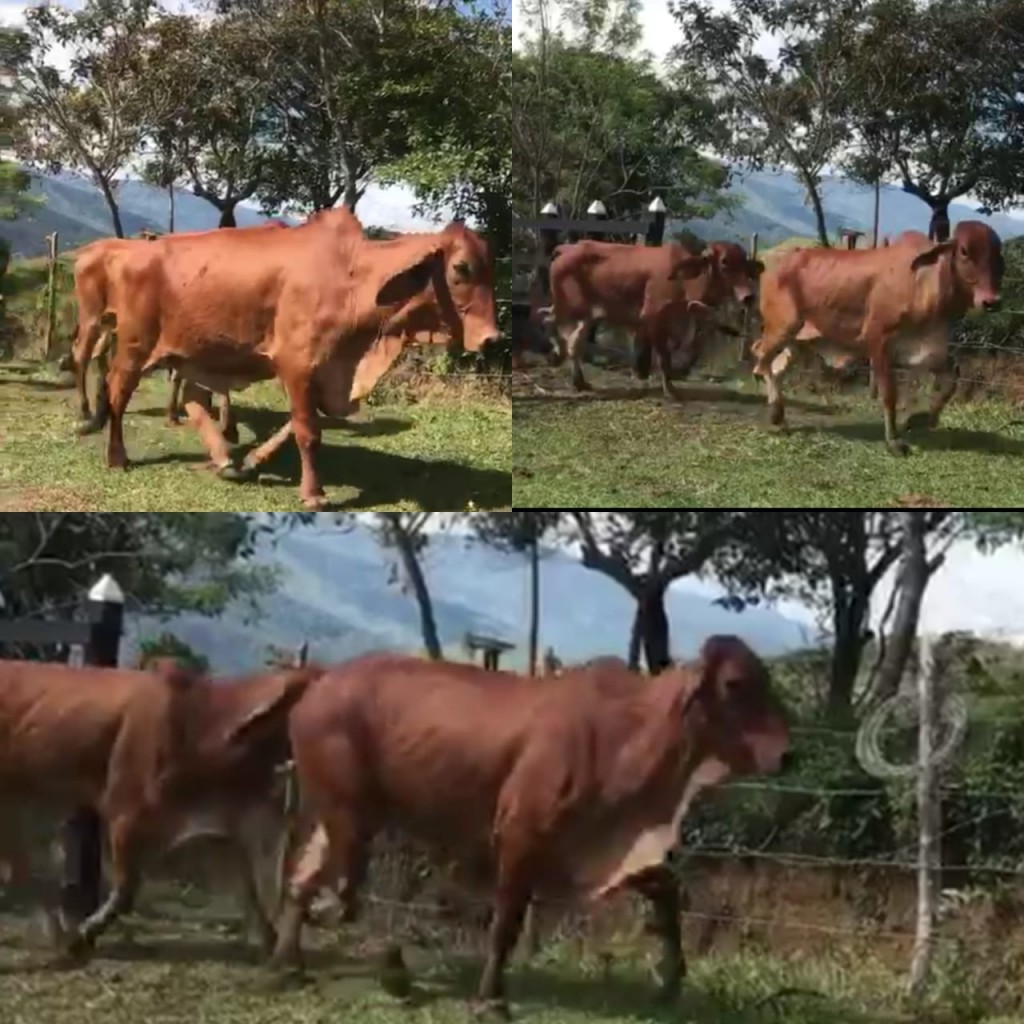 Novillas Brahman Rojo /Gestacion 4 meses