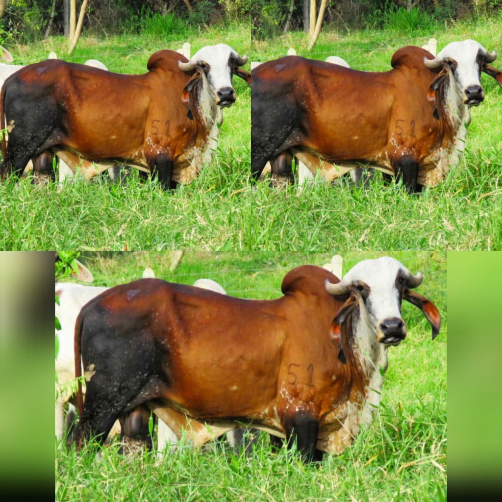 Torete Gyr Puro leche Servidor