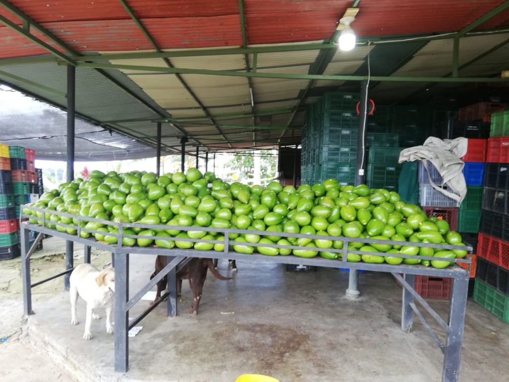 Aguacate papelillo