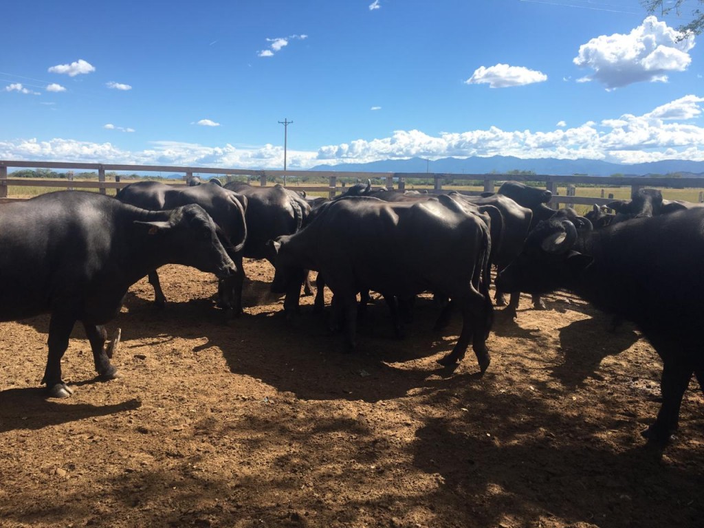 Lote de Bufalas promedio aprox480kg a 500kg